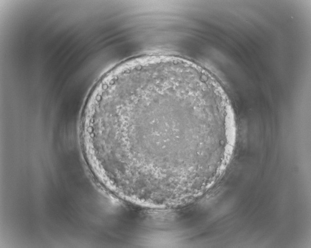 X0000065980856200603241937