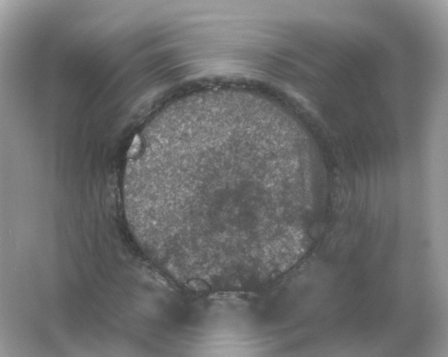 X0000065980918200603241935