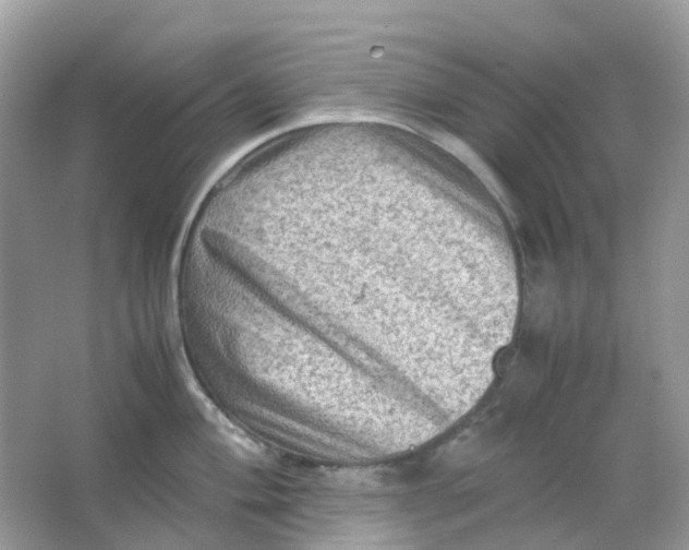 X0000065981004200603241934