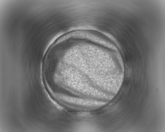 X0000065981006200603241934