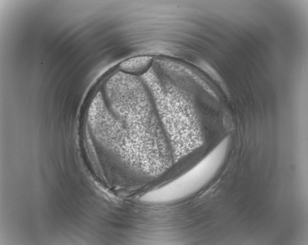 X0000065981020200603241934