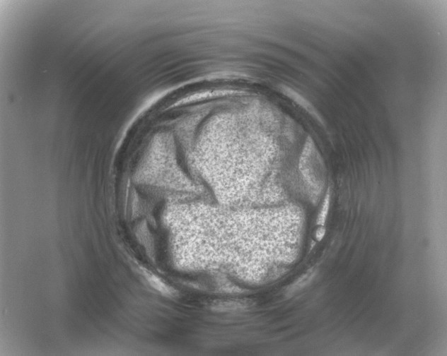 X0000065981021200603241934