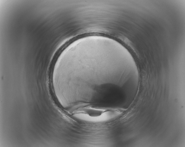 X0000065981024200603241934