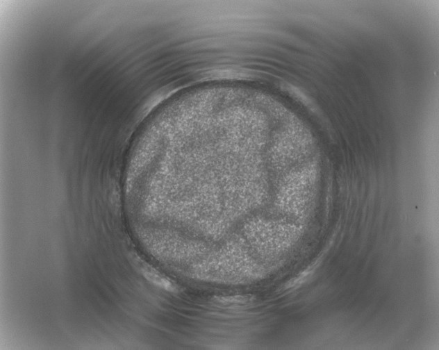 X0000065981025200603241934