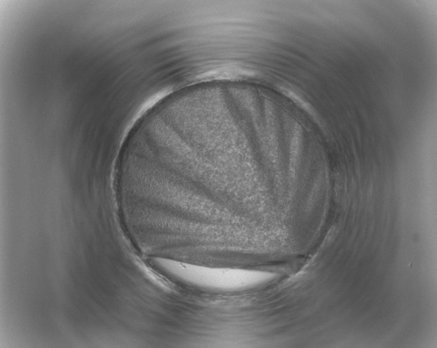 X0000065981026200603241934