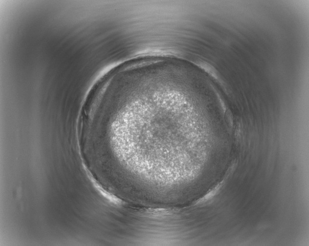 X0000065981030200603241934