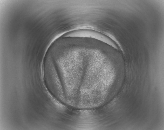 X0000065981032200603241934