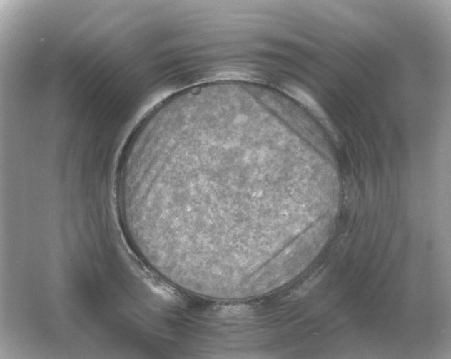 X0000065981043200603241934