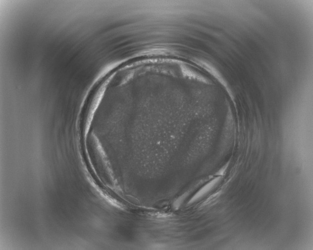 X0000065981045200603241934