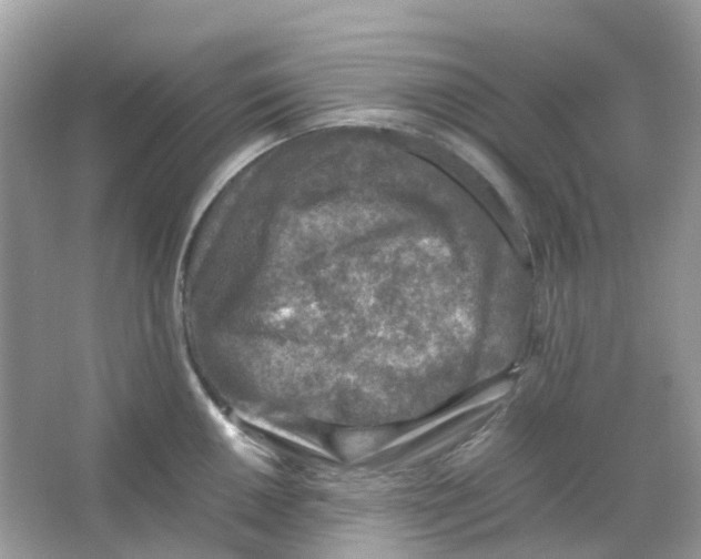 X0000065981050200603241934