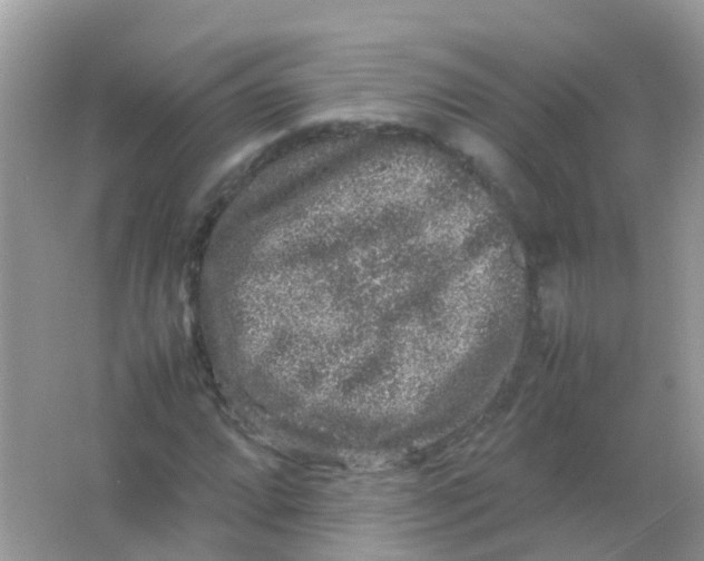 X0000065981064200603241933