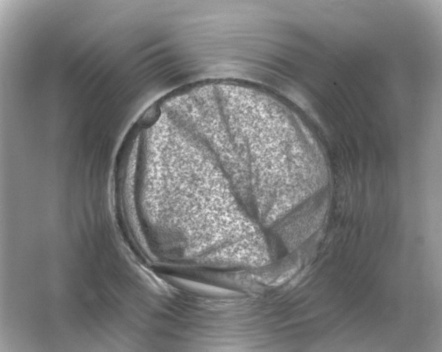 X0000065981076200603241933