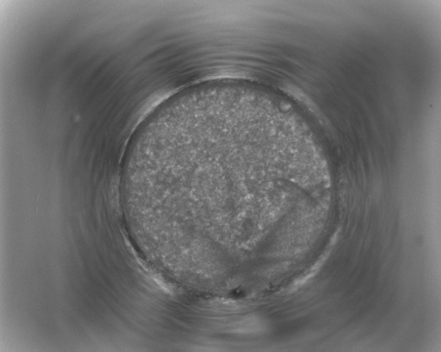 X0000065981121200603241932