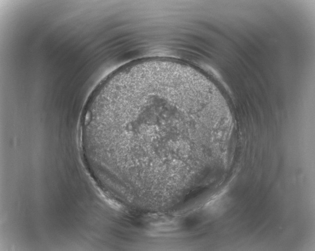 X0000065981125200603241932