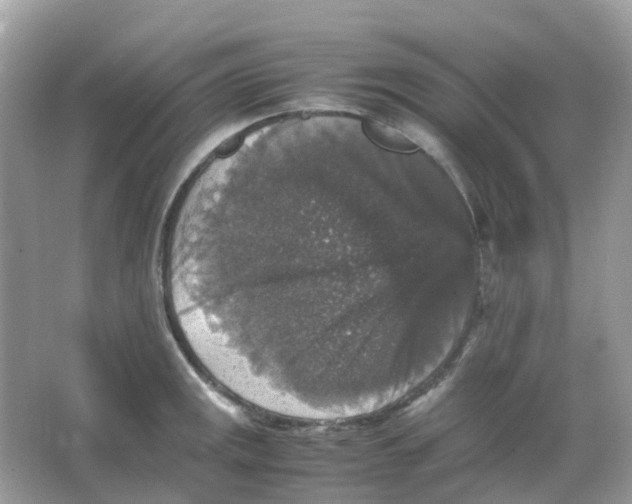 X0000065981141200603241933