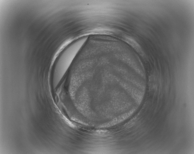 X0000065981180200603241931