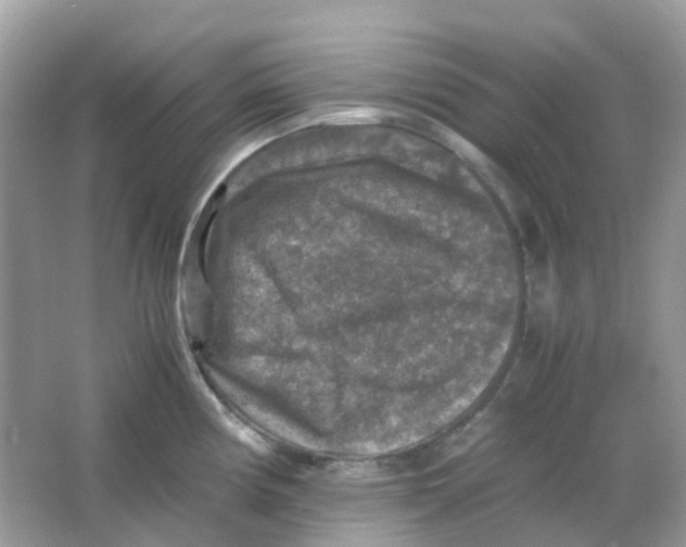 X0000065981194200603241931