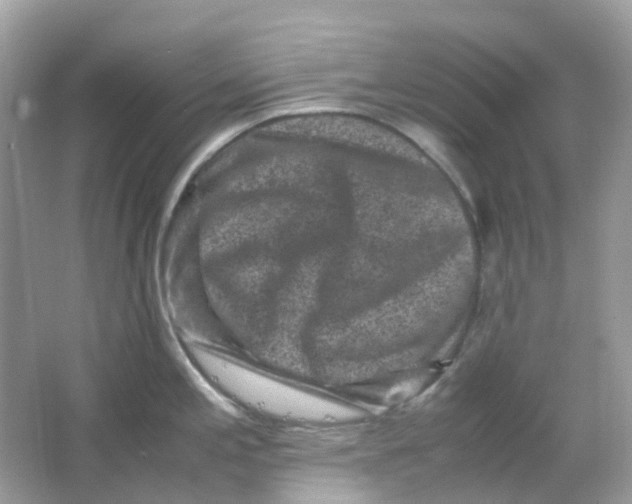 X0000065981197200603241931