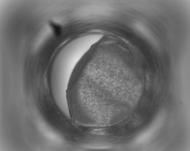 X0000065981198200603241931