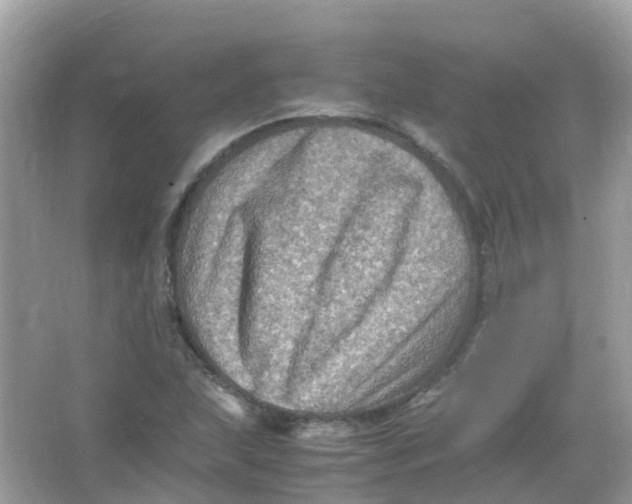 X0000065981215200603241931