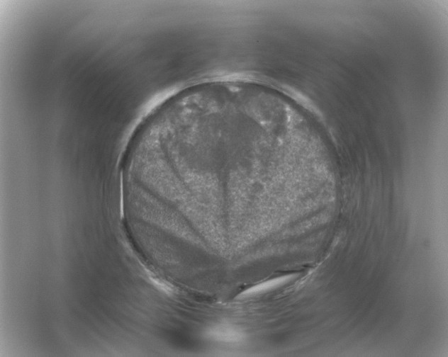 X0000065981223200603241931