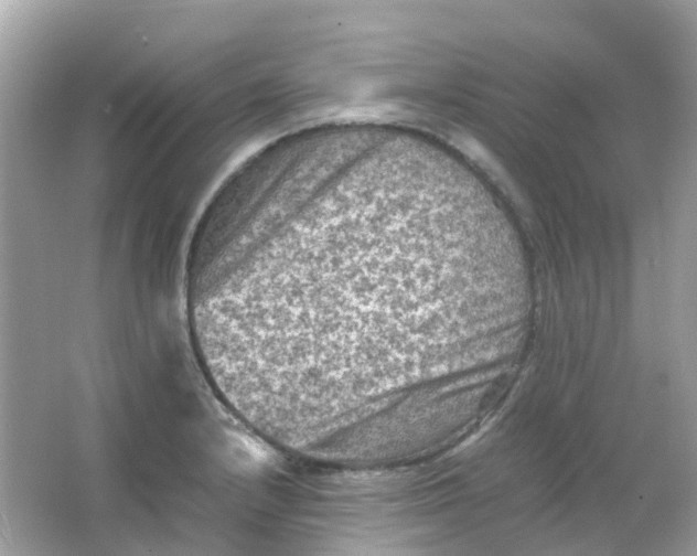 X0000065981232200603241931