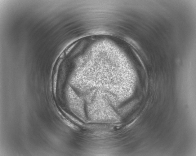 X0000065981236200603241931