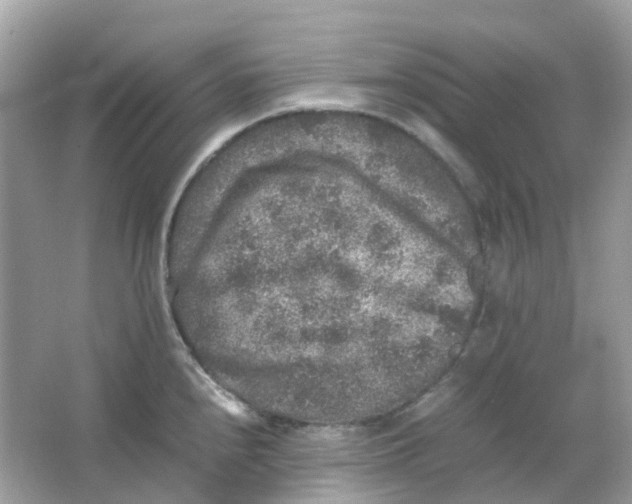 X0000065981240200603241931