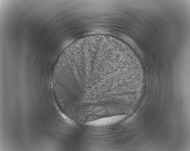 X0000065981241200603241931