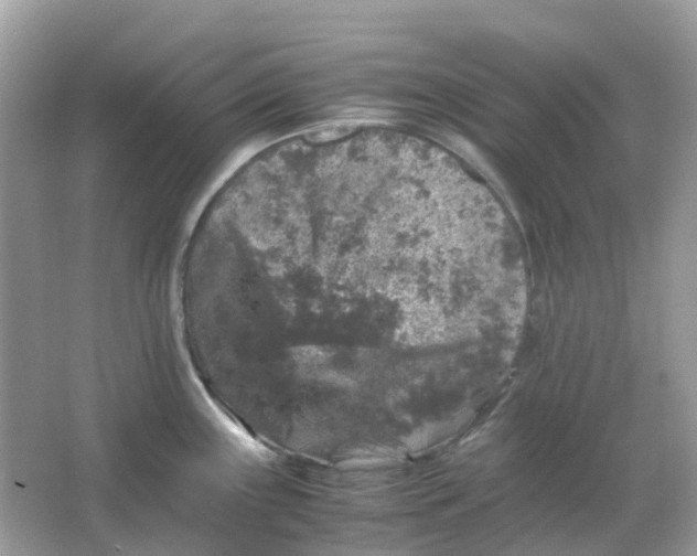 X0000065981243200603241931