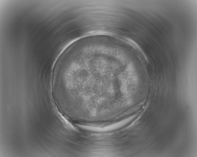 X0000065981244200603241931