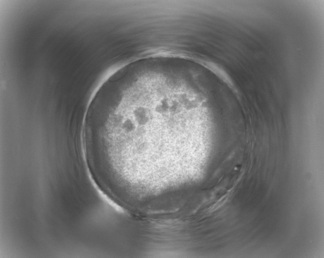 X0000065981247200603241931