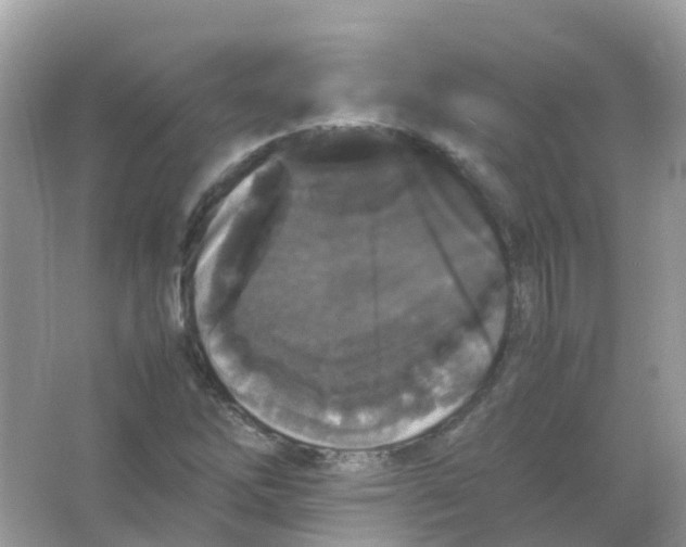 X0000065981262200603241930