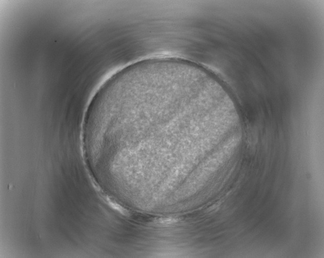 X0000065981278200603241930