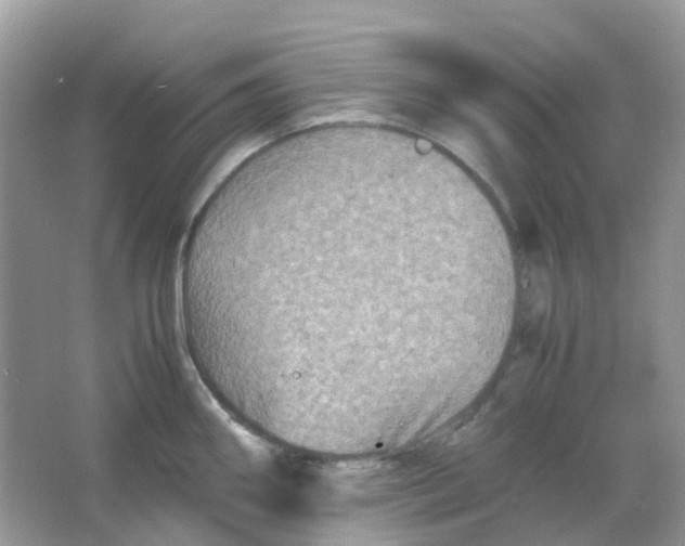 X0000065981290200603241930