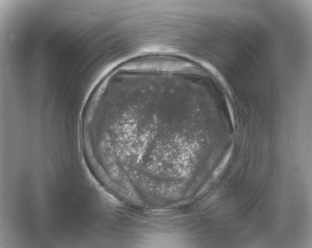 X0000065981295200603241929