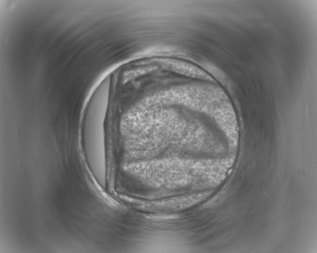 X0000065981296200603241929