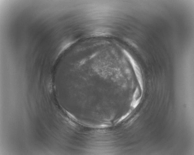 X0000065981306200603241929