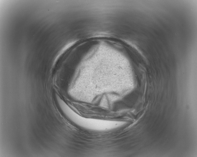 X0000065981317200603241929