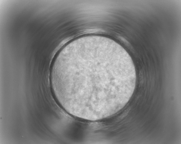 X0000065981322200603241929