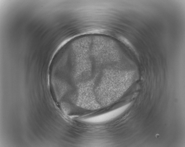 X0000065981324200603241929