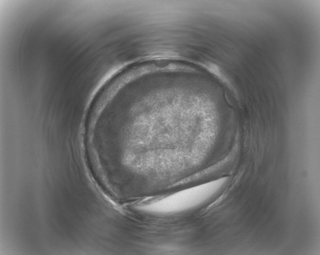 X0000065981325200603241929