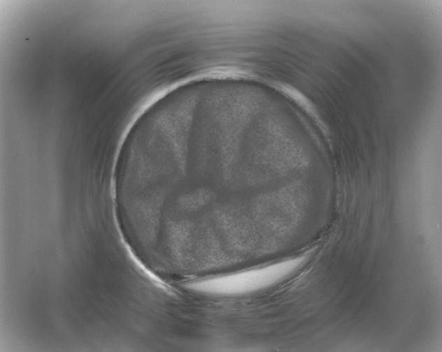 X0000065981335200603241929