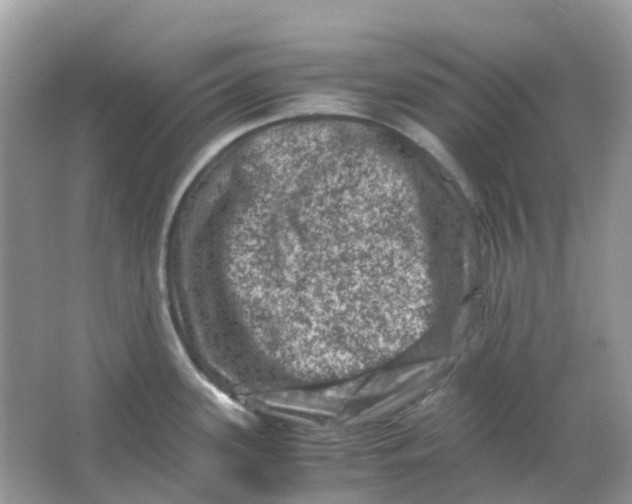 X0000065981339200603241929