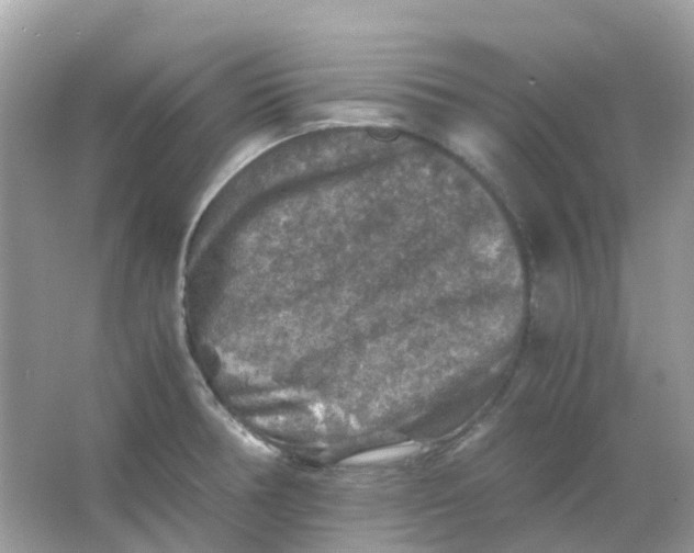 X0000065981378200603241928