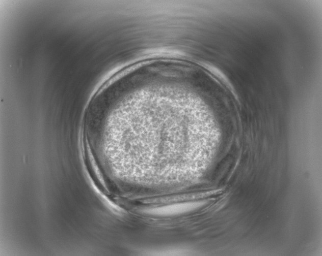 X0000065981391200603241928