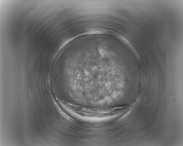 X0000065981417200603241927