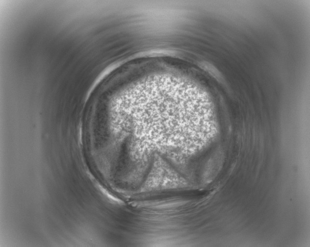 X0000065981420200603241927