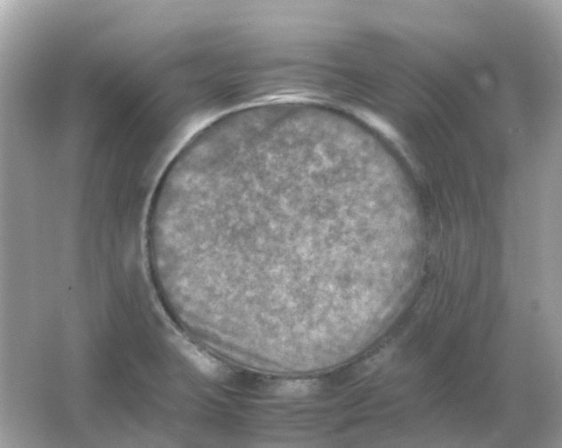 X0000065981423200603241928