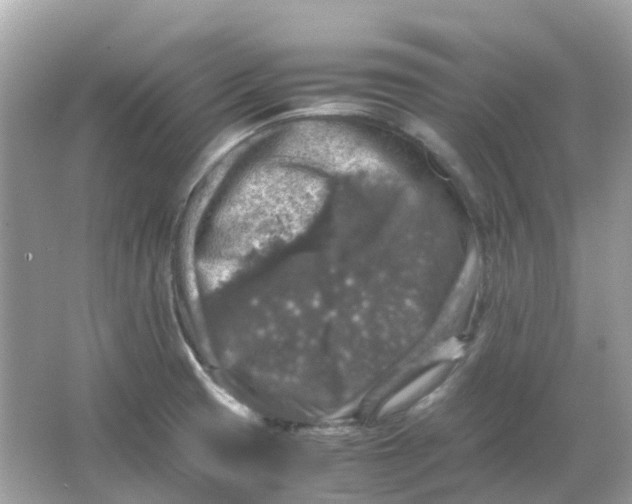 X0000065981425200603241928